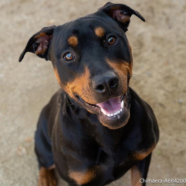 adoptable Dog in Sacramento, CA named CHIMAERA
