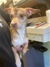 adoptable Dog in sacramento,, CA named TINO