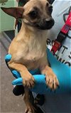 adoptable Dog in sacramento, CA named A686436