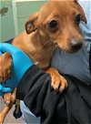 adoptable Dog in sacramento, CA named A686437