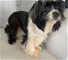 adoptable Dog in  named A686480