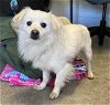 adoptable Dog in  named A686548