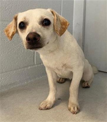 adoptable Dog in Sacramento, CA named BANANA