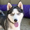 adoptable Dog in  named GLIMMER