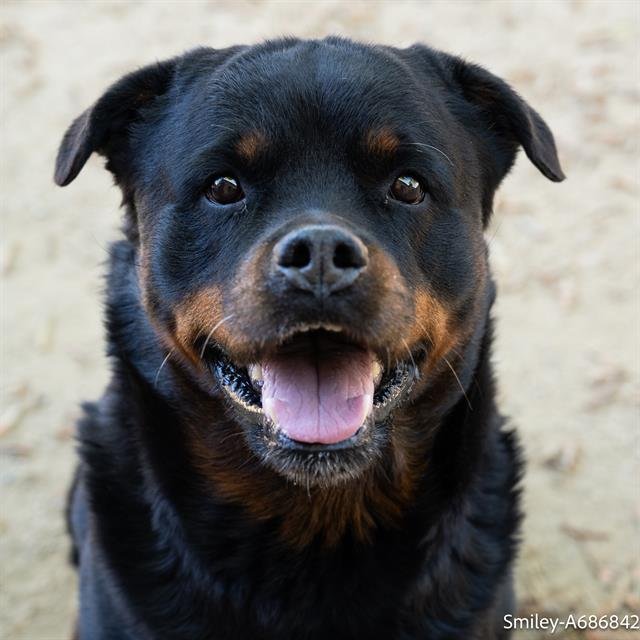 adoptable Dog in Sacramento, CA named SMILEY