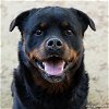 adoptable Dog in sacramento,, CA named SMILEY