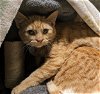 adoptable Cat in sacramento,, CA named ZITI