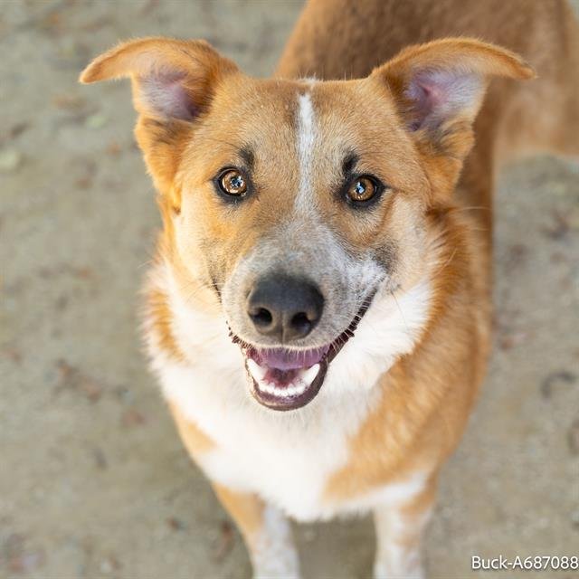 adoptable Dog in Sacramento, CA named BUCK
