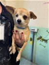 adoptable Dog in  named BEAN