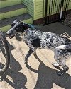 adoptable Dog in sacramento, CA named SUNNY