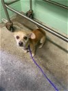 adoptable Dog in  named A687252