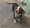 adoptable Dog in sacramento, CA named A686515