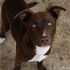 adoptable Dog in  named BROWNIE