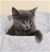 adoptable Cat in  named BIGGIE SMALLS