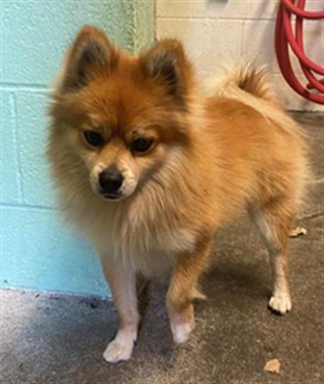 adoptable Dog in Sacramento, CA named FOXY