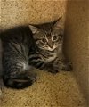 adoptable Cat in sacramento,, CA named TIPPY