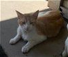 adoptable Cat in sacramento, CA named TUCKER