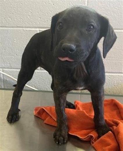 adoptable Dog in Sacramento, CA named RINGO