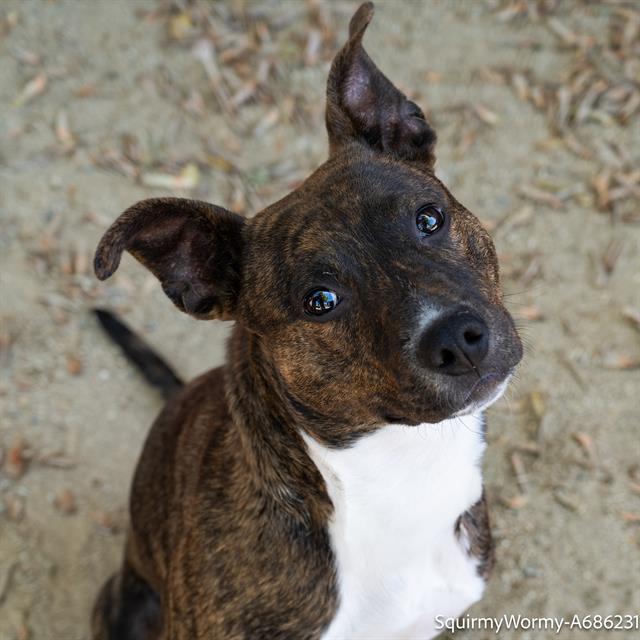 Dog adoption in Sacramento, CA 95818: Pit Bull Terrier (medium coat ...