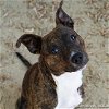 adoptable Dog in sacramento,, CA named SQUIRMY WORMY