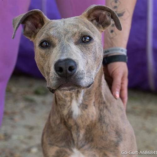 picture of the dog needing adoption