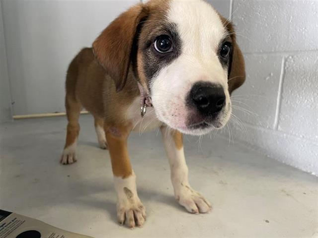 adoptable Dog in Sacramento, CA named BOOTS