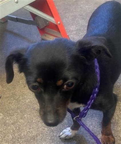 picture of the dog needing adoption