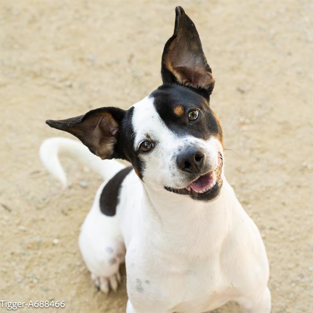 adoptable Dog in Sacramento, CA named TIGGER