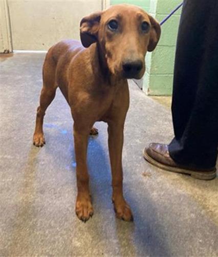 adoptable Dog in Sacramento, CA named RED