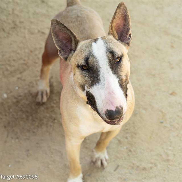 adoptable Dog in Sacramento, CA named TARGET