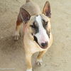 adoptable Dog in  named TARGET