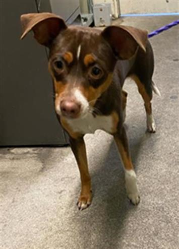 adoptable Dog in Sacramento, CA named ROXI