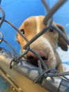 adoptable Dog in Sacramento, CA named DEE DEE