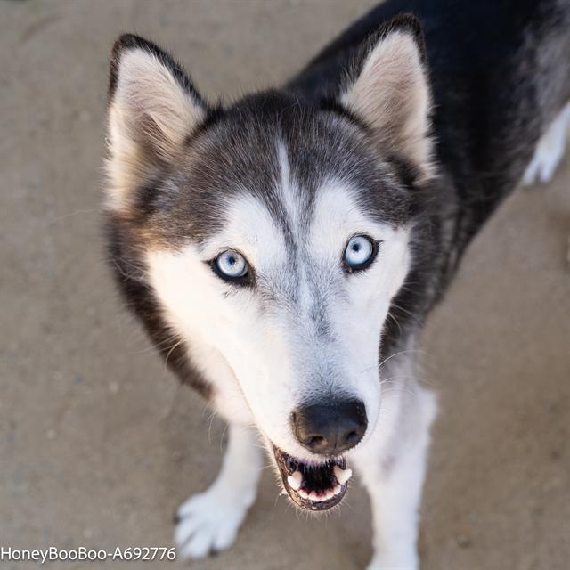 adoptable Dog in Sacramento, CA named HONEY BOO BOO