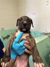 adoptable Dog in Sacramento, CA named A692332