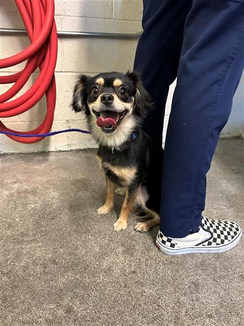 adoptable Dog in Sacramento, CA named SKY WEST