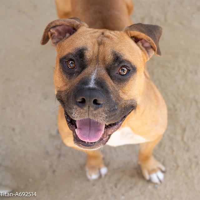 adoptable Dog in Sacramento, CA named TITAN