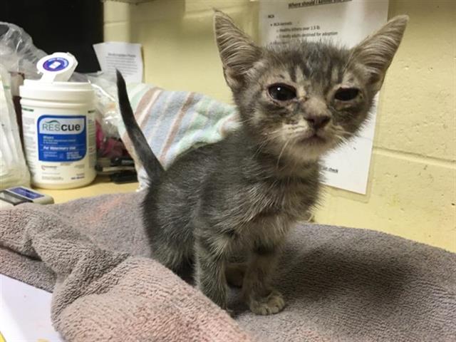 adoptable Cat in Sacramento, CA named A694075