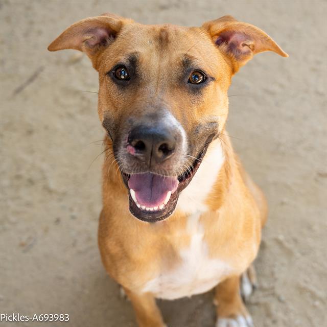 adoptable Dog in Sacramento, CA named PICKLES