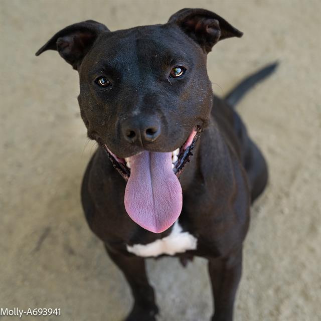 adoptable Dog in Sacramento, CA named MOLLY