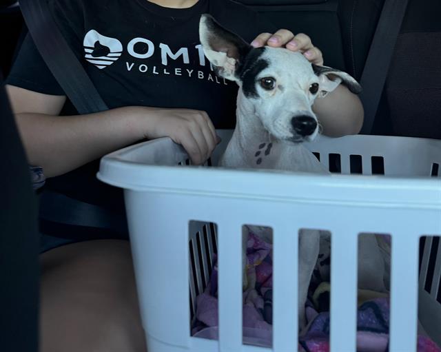 adoptable Dog in Sacramento, CA named SPOTS