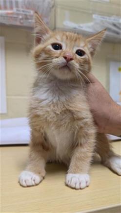 adoptable Cat in Sacramento, CA named NUTTERBUTTER