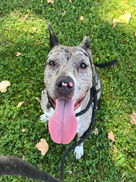 adoptable Dog in Sacramento, CA named NOLA ROUX