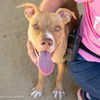 adoptable Dog in Sacramento, CA named KITTLE