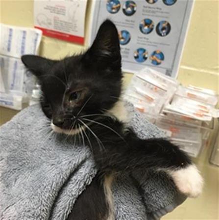 adoptable Cat in Sacramento, CA named TRIVIAL PURSUIT