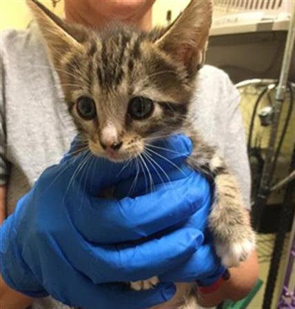 adoptable Cat in Sacramento, CA named KLONDIKE