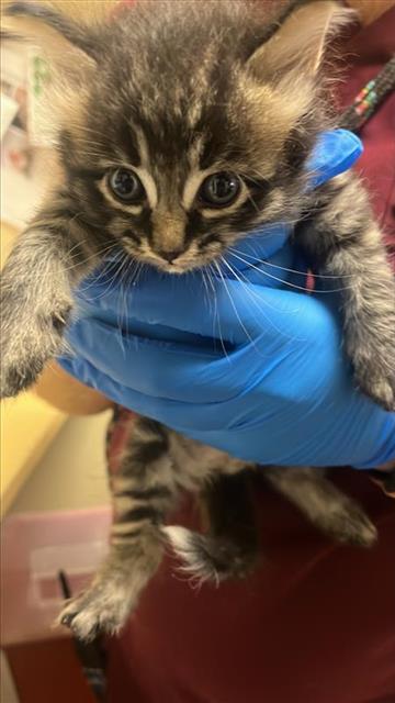 adoptable Cat in Sacramento, CA named SILVER