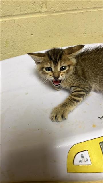 adoptable Cat in Sacramento, CA named DELILA