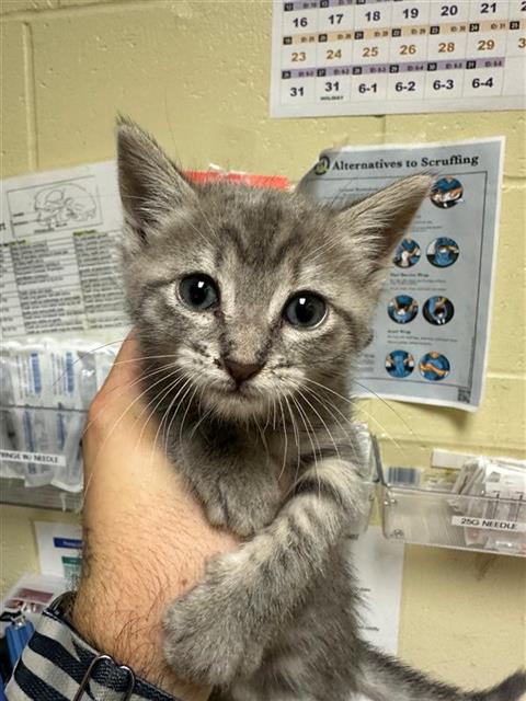 adoptable Cat in Sacramento, CA named ARYA