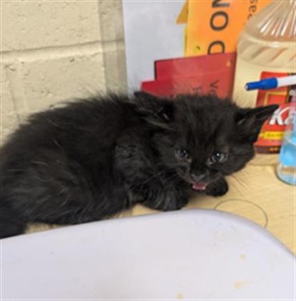 adoptable Cat in Sacramento, CA named PERRY